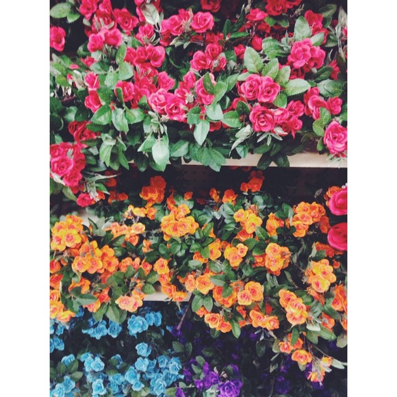 Hello flowers 🌸 Don't forget to follow us!!!! 🌻