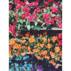 Hello flowers 🌸 Don't forget to follow us!!!! 🌻