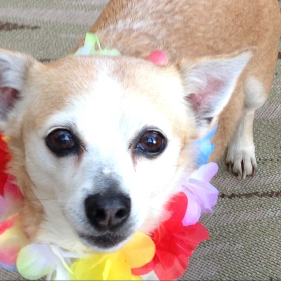 TODAY is LUCKY's 17th BDAY! HAPPY BDAY MY MAN! 😘