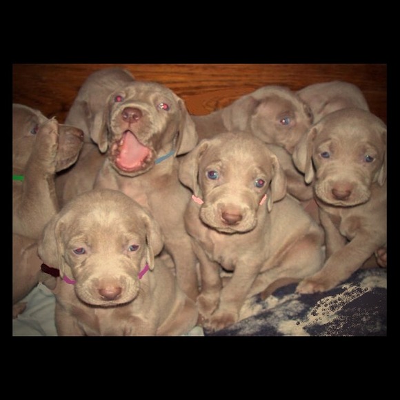 Help me Buy a puppy! - Picture 1 of 3