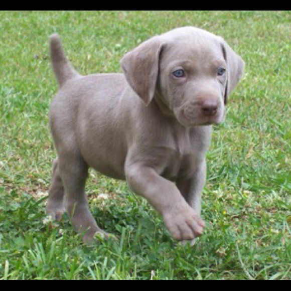 Help me Buy a puppy! - Picture 2 of 3