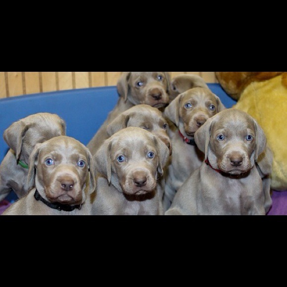 Help me Buy a puppy! - Picture 3 of 3