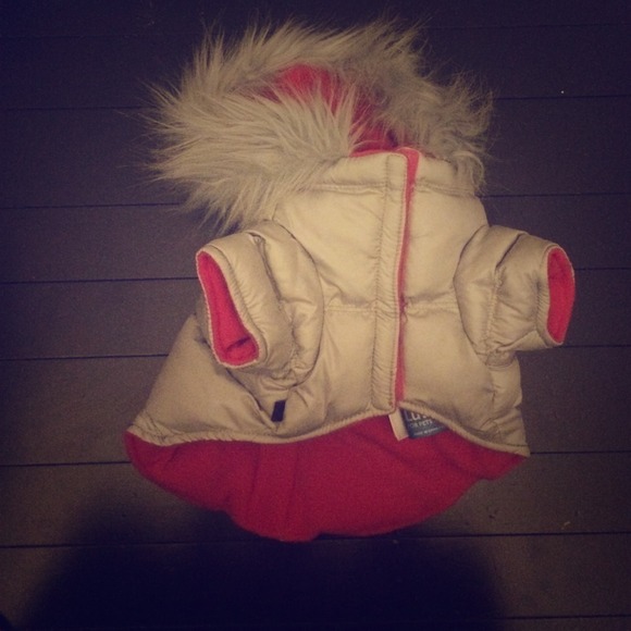 Puppy bomber jacket!