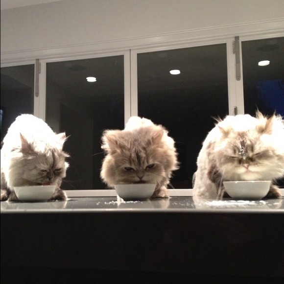 My itty bitty kitty committee