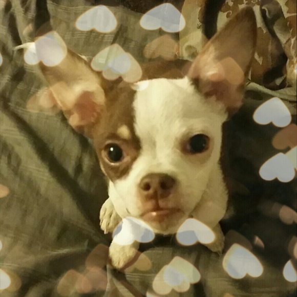 Puppy Love!! - Picture 1 of 1