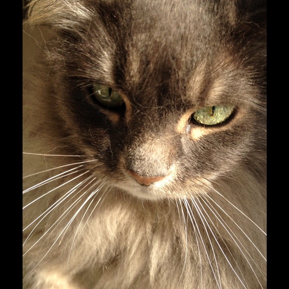 Bundle for yolandananik: Franco Sarto and Clarks