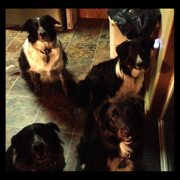 My pack of border collies! Love my pups 🐾🐾 - Picture 1 of 1