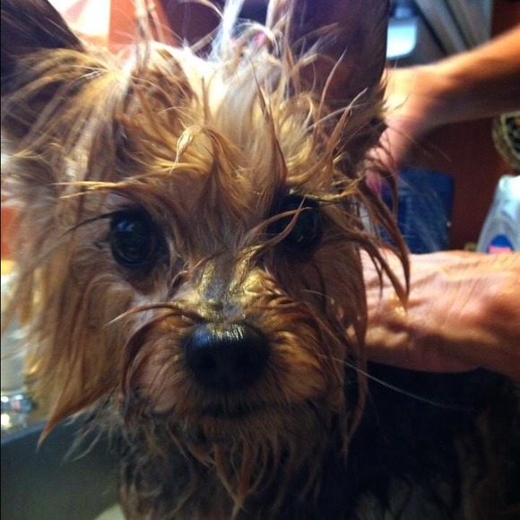 🐾 RIP Baby 🌈💔 🐾 - Picture 8 of 9