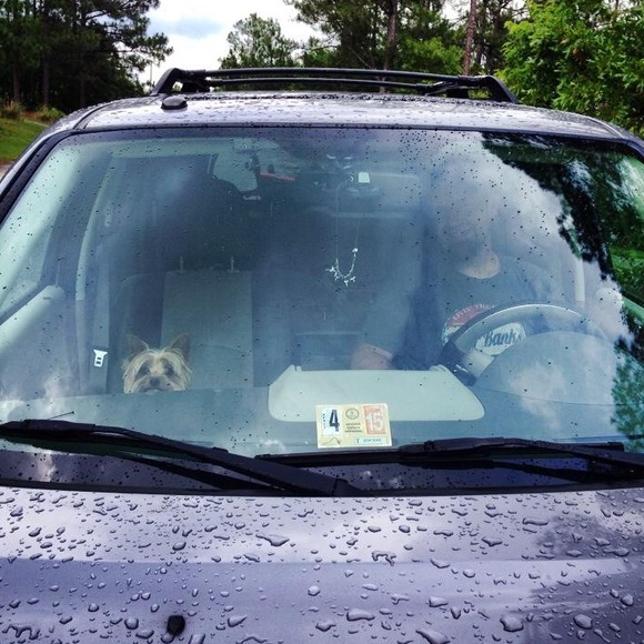 🐾 RIP Baby 🌈💔 🐾 - Picture 9 of 9