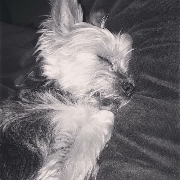 🐾 RIP Baby 🌈💔 🐾 - Picture 6 of 9