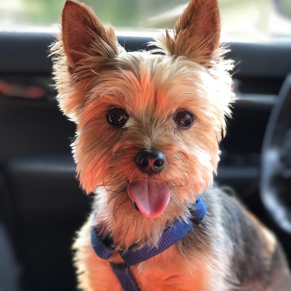 🐾 RIP Baby 🌈💔 🐾 - Picture 3 of 9