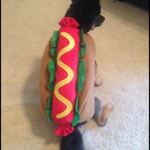 Hot dog, dog costume