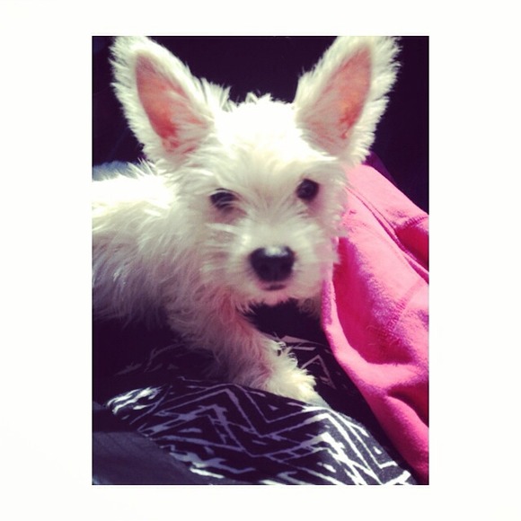 FINLEY MY NEW PUPPY