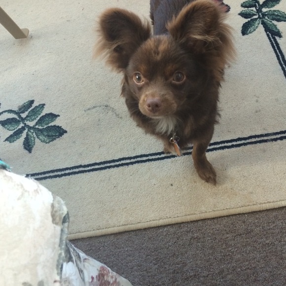 Not for Sale. Just one of my puppies.