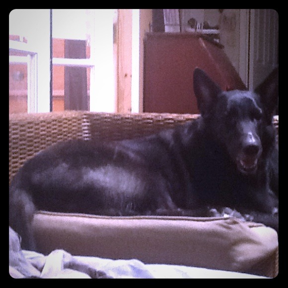 My Dog Josie not for sale