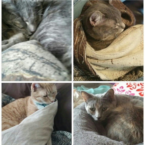 Meet your Posher, Kori! - Picture 3 of 4