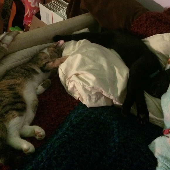 Fur babies. 🐱🐱🐱🐱