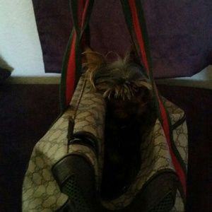 Gucci dog bag
