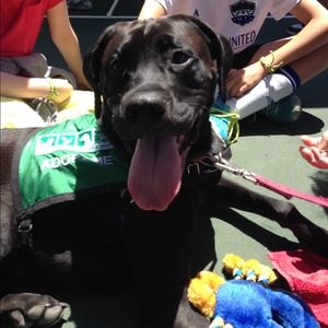 Donations for ASPCA🐶🐱🐭🐹🐰🐸🐯🐨🐷🐵🐼🐤🐔🐍🐢!