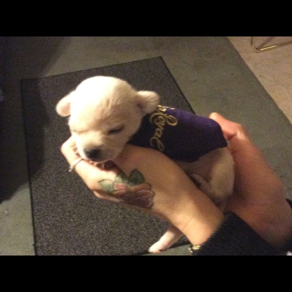 Crown Royal Doggie Shirts!!