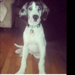 My puppy Kaiser<3
