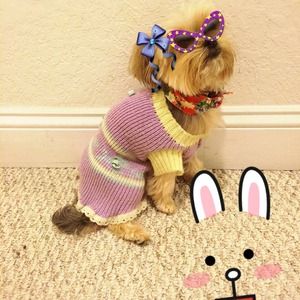 Adorable sweater for your dog