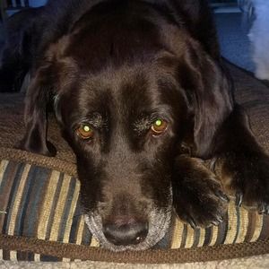 💔 please pray for my dog