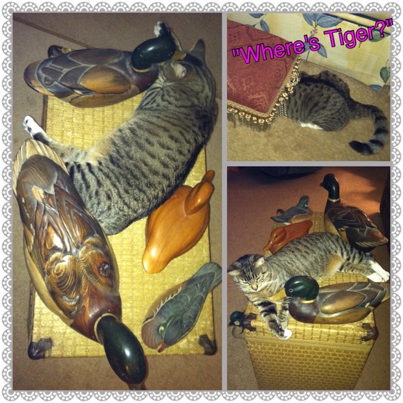 😱😱ALLERGY ALERT😱😱 - Picture 4 of 4