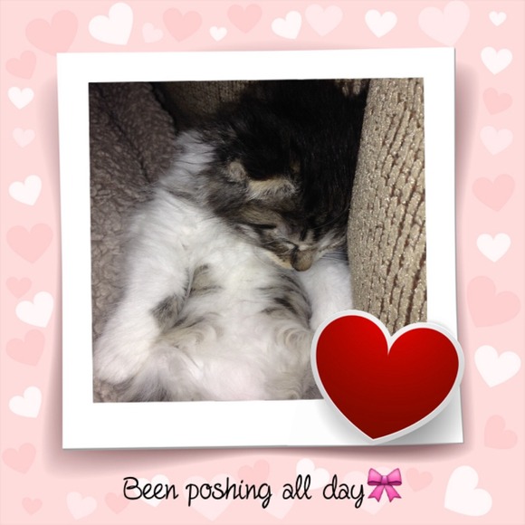 Just sharing our new kitten:)