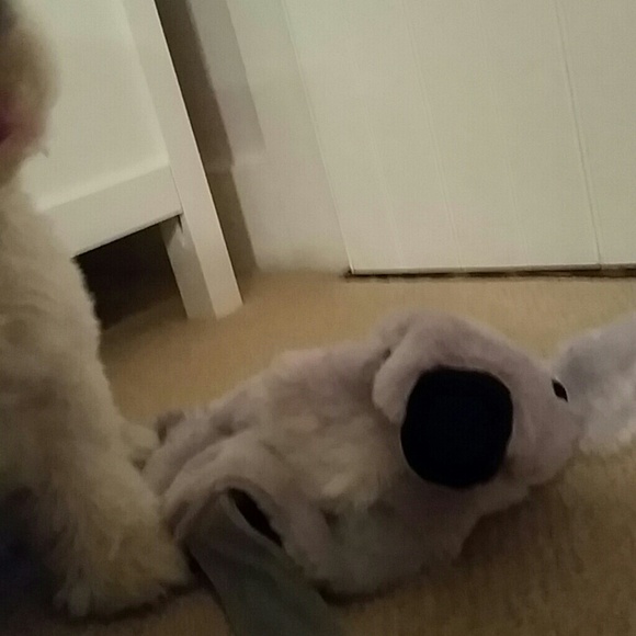 Pet koala costume