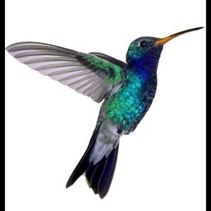 Set of 2 New Blue Hummingbird Temporary Tattoo