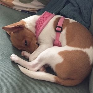 MAYDAY PARADE MERCH ON HOLD