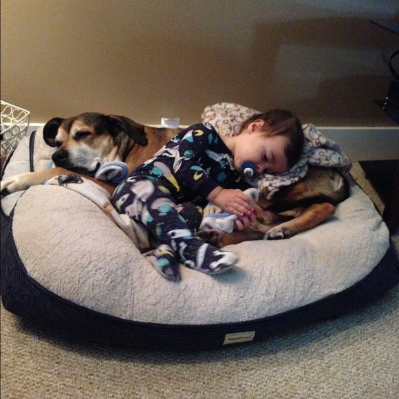 Help my pup fight cancer - Picture 2 of 4