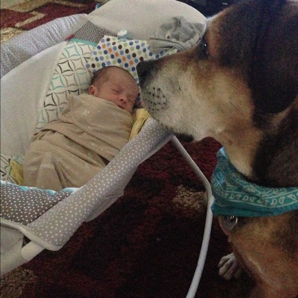 Help my pup fight cancer - Picture 4 of 4