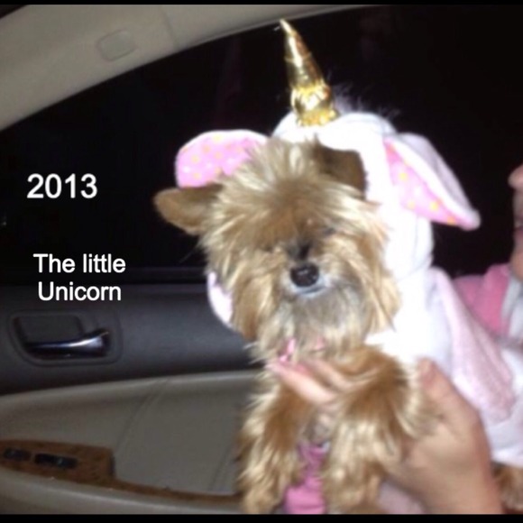 Dog costume + 5 more