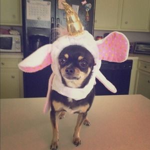 Tiki LOVES her costume!!!