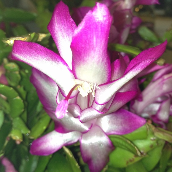 Greetings! - Picture 5 of 7