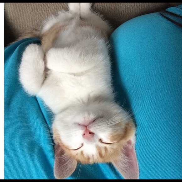 Coach sunglasses .. Authentic .. 📍📍📍SOLD..📍📍 - Picture 4 of 4