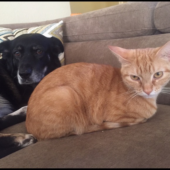 💕MEET ALLY💕 - Picture 2 of 2