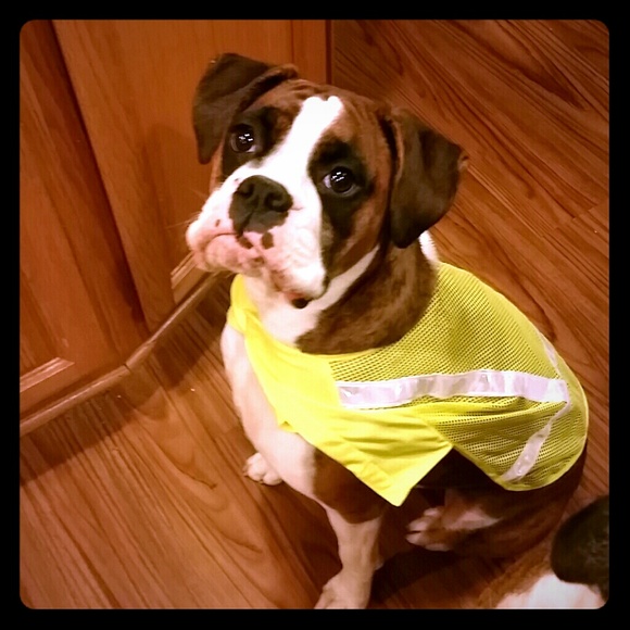 Neon Yellow Reflective Dog Vest XL