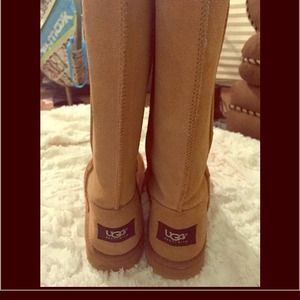 Tall Chestnut Classic Uggs