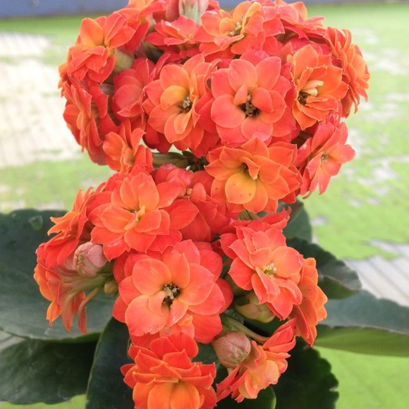 🌞🌵MEET YOUR SELLER🌵🌞 please read :) - Picture 2 of 4