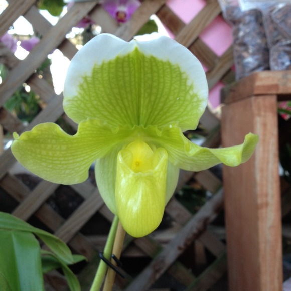 🌞🌵MEET YOUR SELLER🌵🌞 please read :) - Picture 3 of 4