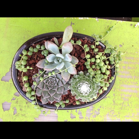 🌞🌵MEET YOUR SELLER🌵🌞 please read :) - Picture 4 of 4