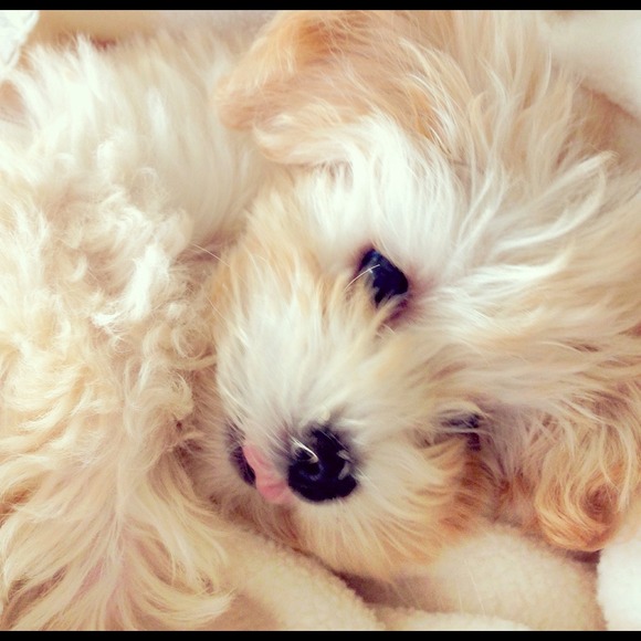 My baby love- HoneyBear🐶💕