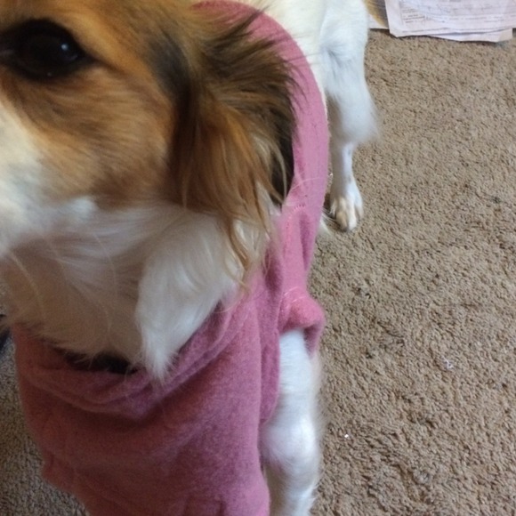 Doggy Half Sweater ! - Picture 1 of 2