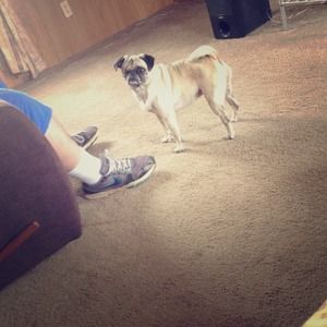 Doggy