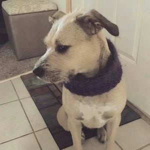 Dog Scarf