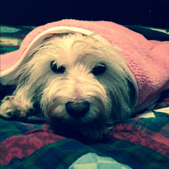 Fundraiser for my puppy's surgery - Picture 2 of 4