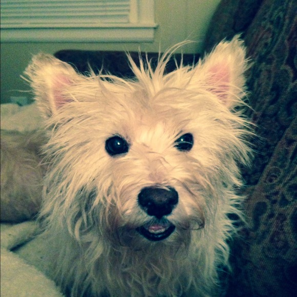 Fundraiser for my puppy's surgery - Picture 3 of 4